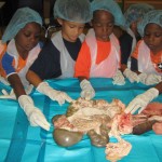 Kindergarteners learn hands on about their organs