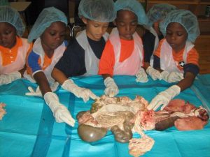 Kindergarteners learn hands on about their organs