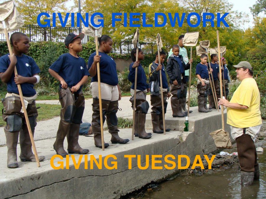 Giving Fieldwork on Giving Tuesday